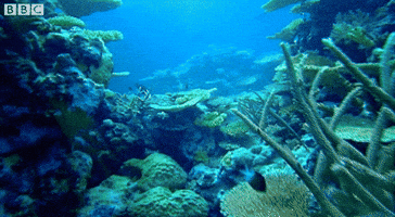 Marine Life Sea GIF by BBC