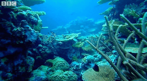 underwater marine life GIF by BBC