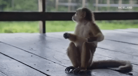 Monkey Gif By Earthworks Find Share On Giphy Monkey Gif By Earthworks Find Share On Giphy
