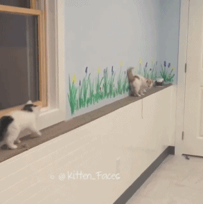 reddy  GIF