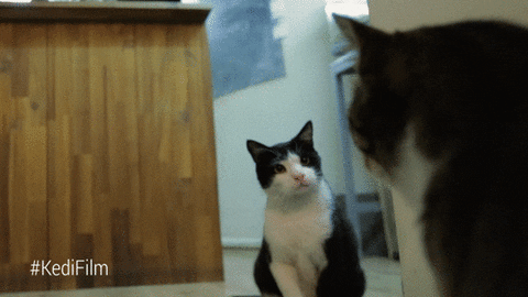 youtube red angry cat GIF by YouTube Originals