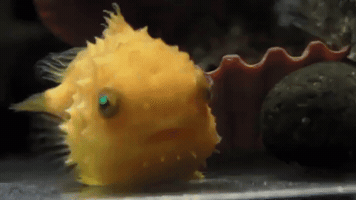 jessebetsill  GIF