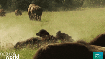 natural world laugh GIF by BBC Earth