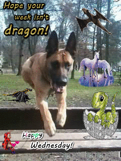 cashvonbadeleben dog jump dogs dragon GIF