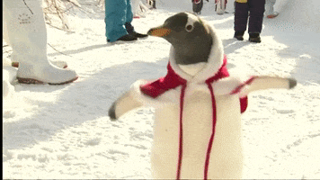 christmas penguins GIF by euronews