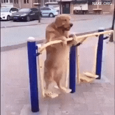 Dog GIF