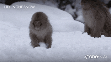 bbc snow bbc monkey snowball GIF