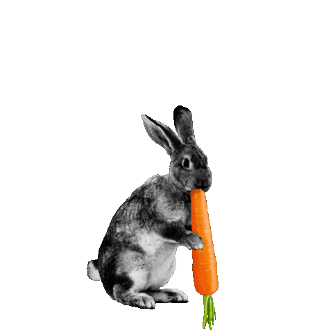 rabbit food cooking Sticker by Sainsbury