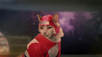 Cat Yes GIF by Power Rangers