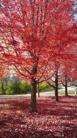 Autumn Leaves GIF