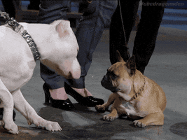 french bulldog friends GIF by CBC