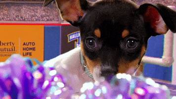 Dog Puppy GIF by Hallmark Channel