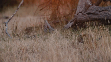 Leopard #Cub #Playing GIF