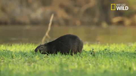 capybara GIF by Nat Geo Wild - Find & Share on GIPHY