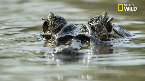 Savage Kingdom Big Cat Week GIF by Nat Geo Wild - Find & Share on ...