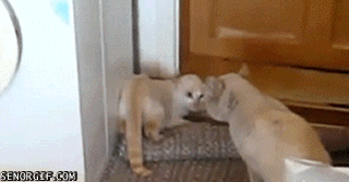 jantravell13gmailcom cat monkey GIF