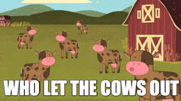 Moo Cow Gifs Get The Best Gif On Giphy