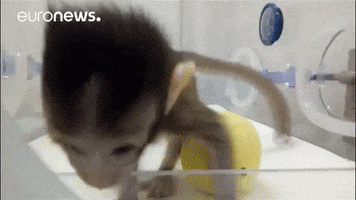 clones baby monkeys GIF by euronews