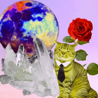 Cat GIF by MUTANT MAGIC