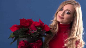 Flori De Craciun Craciunita GIF