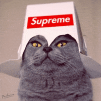 Funny-cat-memes GIFs - Get the best GIF on GIPHY