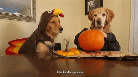 Halloween Dog GIFs - Find & Share on GIPHY