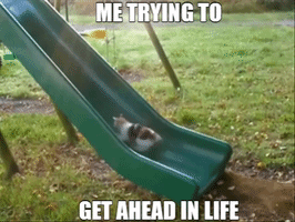 Cat Life GIF