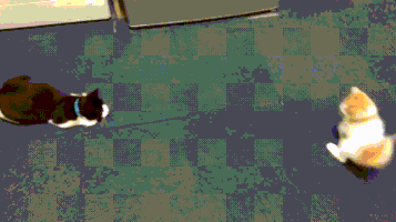 Fun GIF