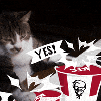 cat drum together GIF