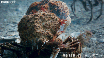 shed blue planet GIF by BBC Earth
