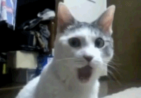 herrerorosarino  GIF