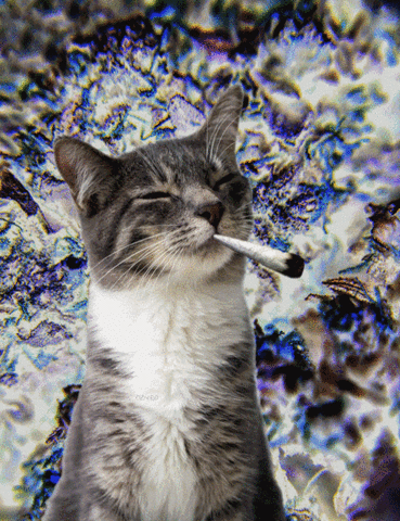 mrx acid bad_trip <budy GIF