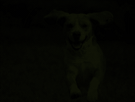 gokhankahraman  GIF