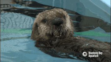 Sea Otter GIF by Monterey Bay Aquarium