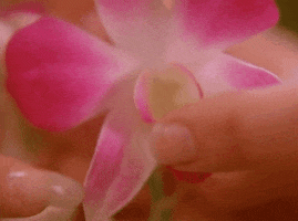 Twin Peaks Flower GIF by Twin Peaks on Showtime