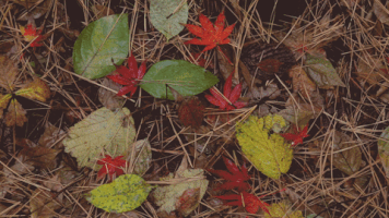 Wesley-Chang-Cinemagraphs loop nature fall autumn GIF