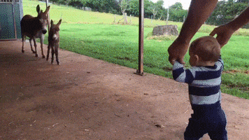 FoggyHedgehog  GIF