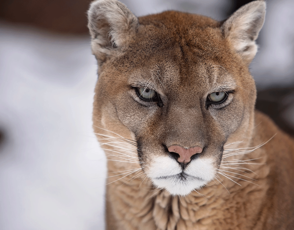 Cougar Htown By University Of Houston Find And Share On Giphy