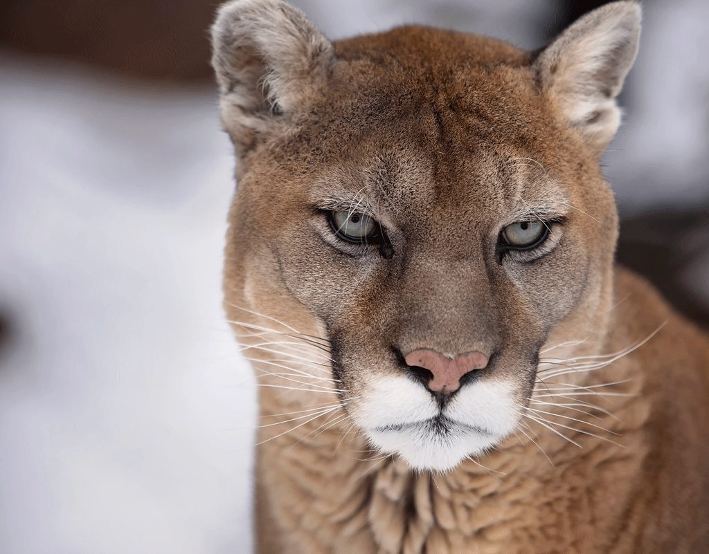 Cougar Htown GIF by University of Houston Find & Share on GIPHY