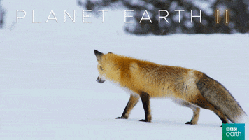 planet earth 2 fox GIF by BBC Earth