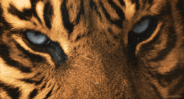 potti gif animated tiger waoh GIF