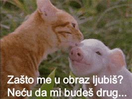 salaukovina  GIF