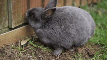 igorrekunenko rabbit GIF