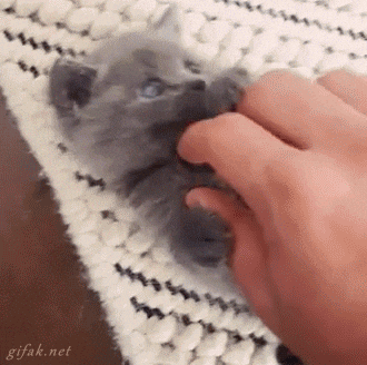 cutest kitten gif