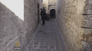 tellio  GIF