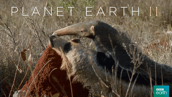 hungry planet earth 2 GIF by BBC Earth