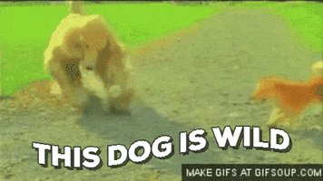 castle  GIF