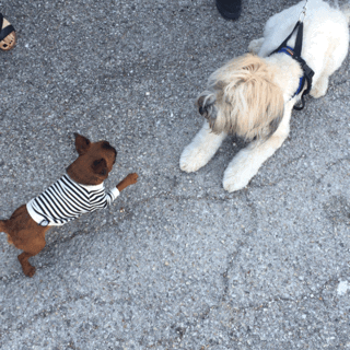 barks and baristas gizmo dog GIF by Bark