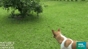 bbcearthasia nature's miracle orphans GIF