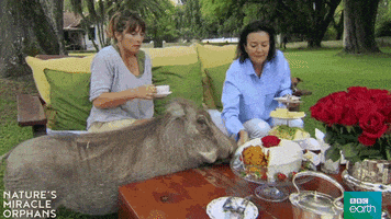 bbcearthasia nature's miracle orphans GIF